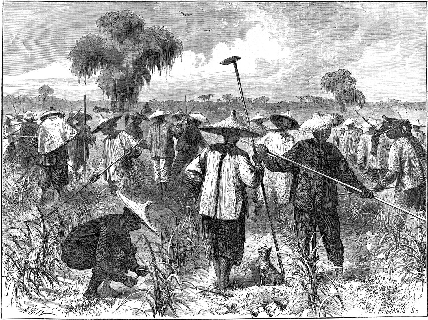 Chinese laborers at work on a Louisiana plantation during Reconstruction