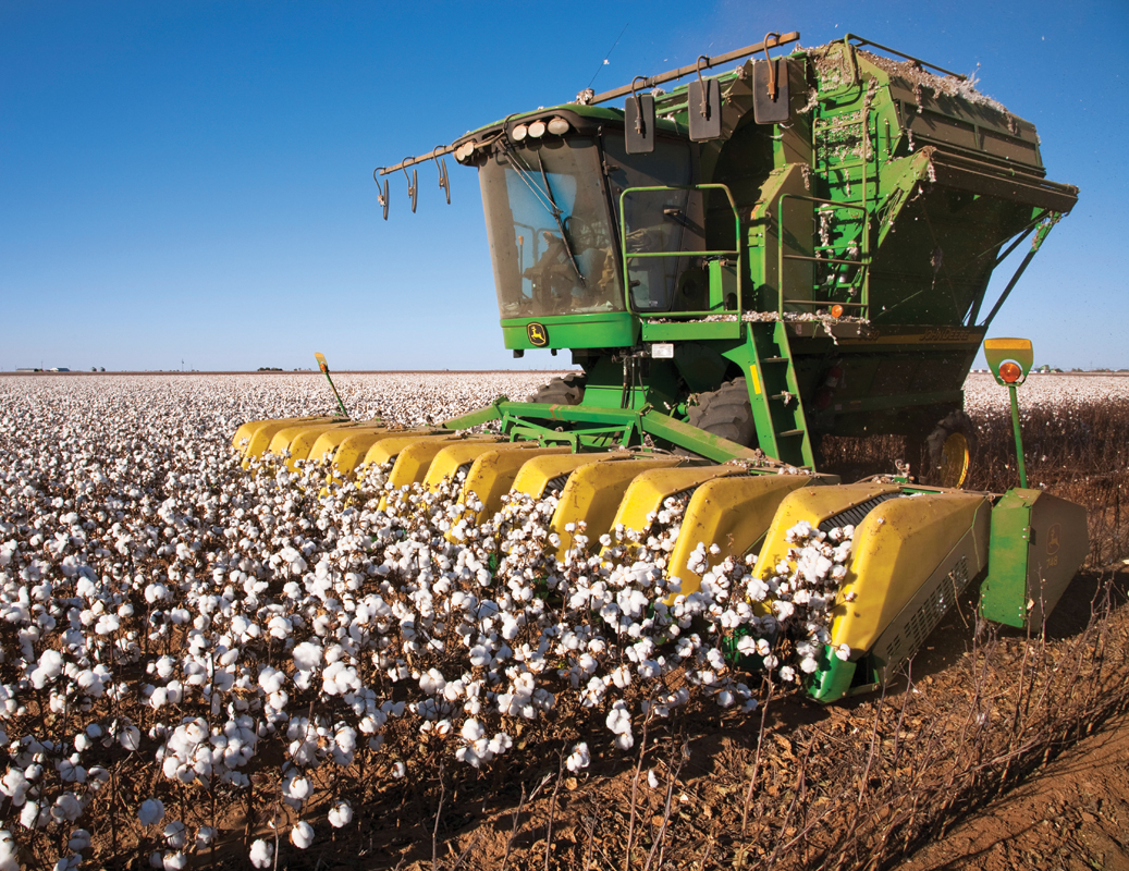 A green machine with prongs harvests cotton in a field.