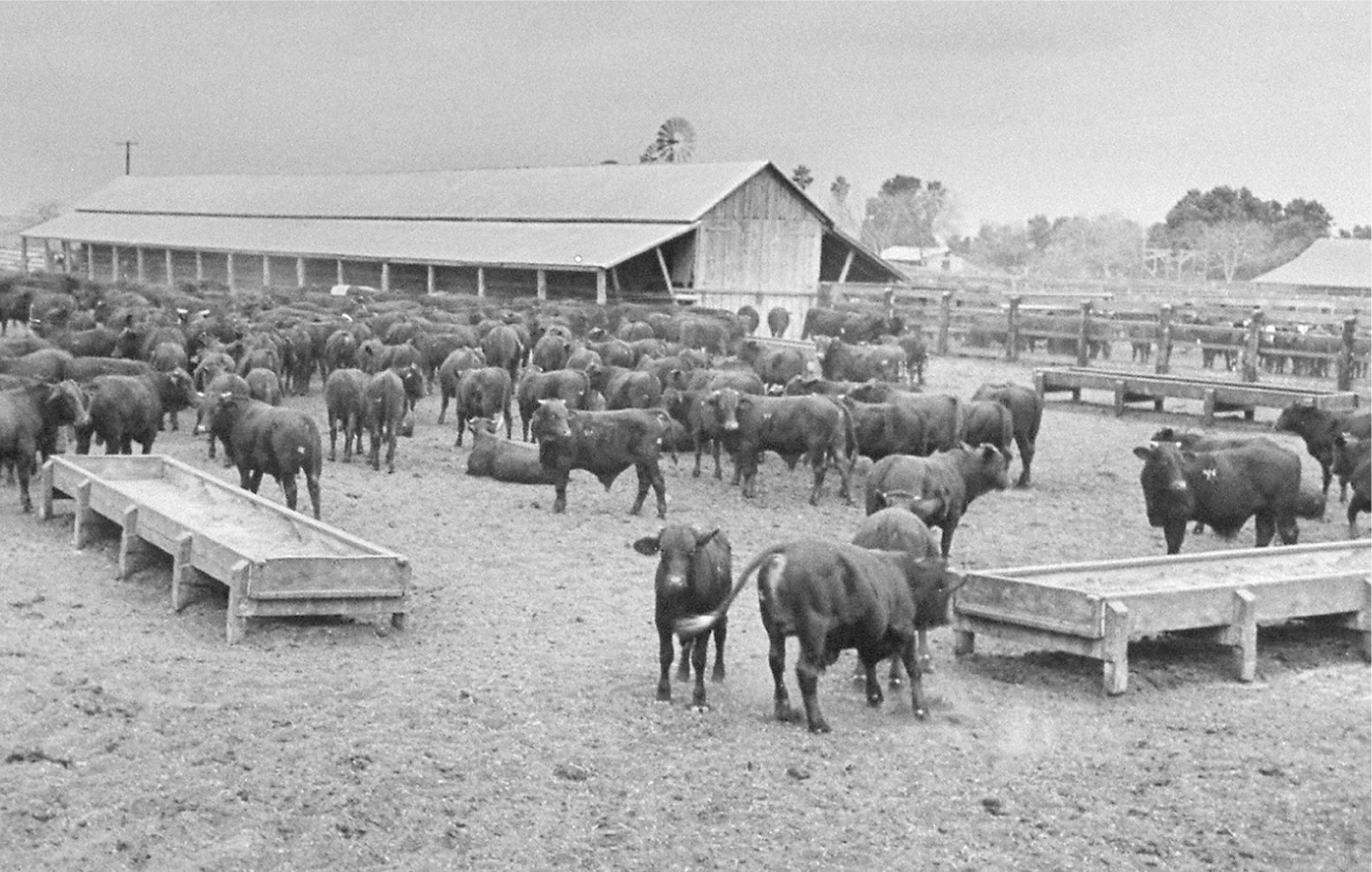 A black and white photograph shows a large number of cattle outside a barn.