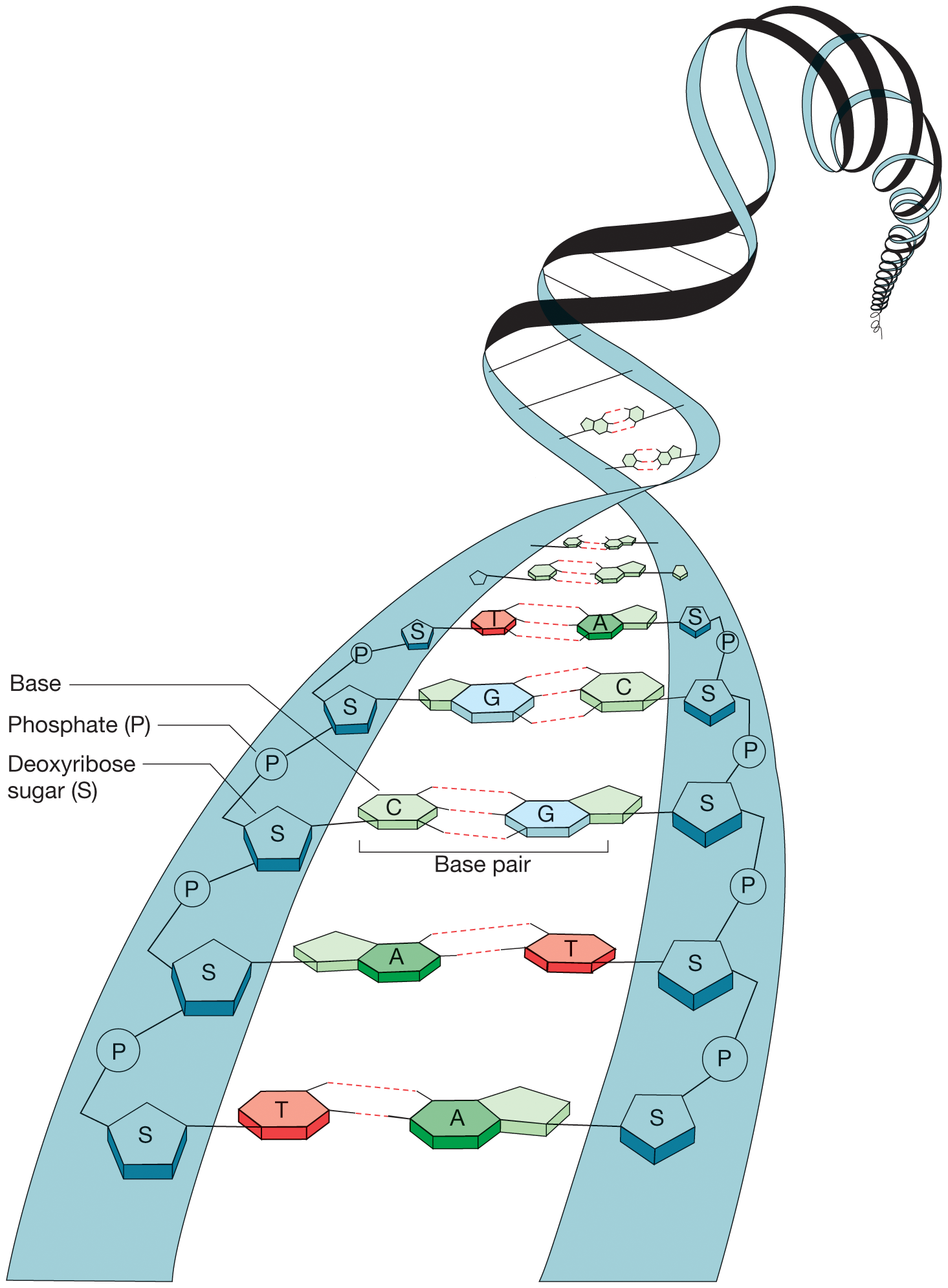 Molecular Genetics