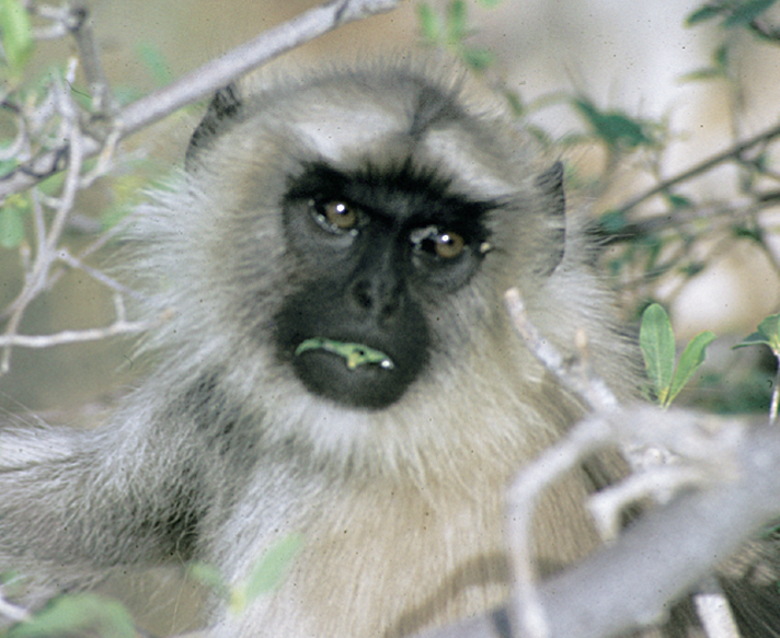 Features That Define the Primates