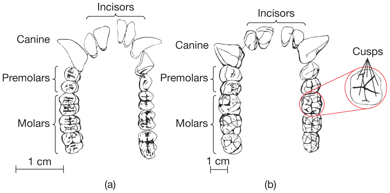 Primate Biogeography