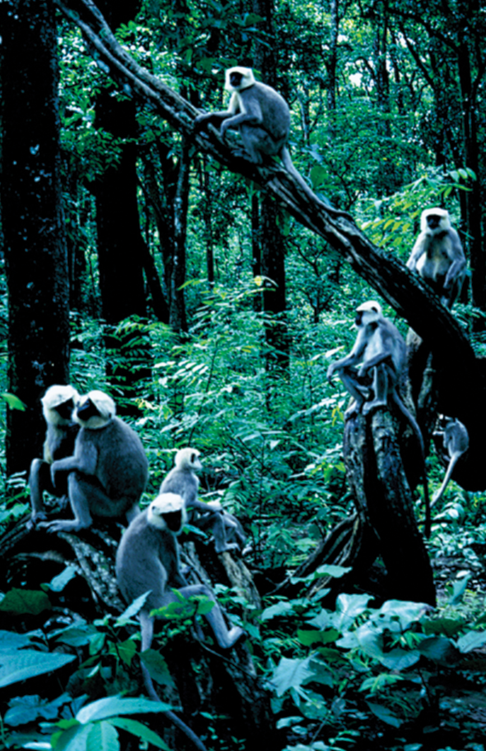 Primate Diversity