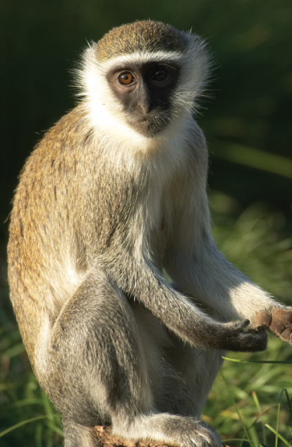 Primate Diversity