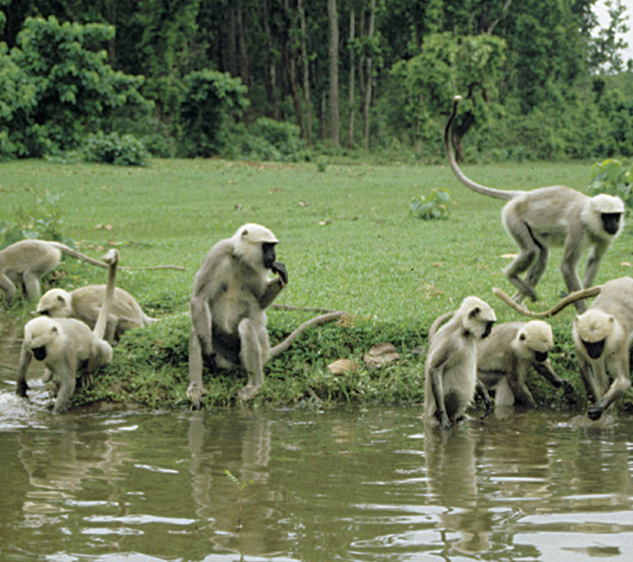 Cresting Primates Primate Ecology