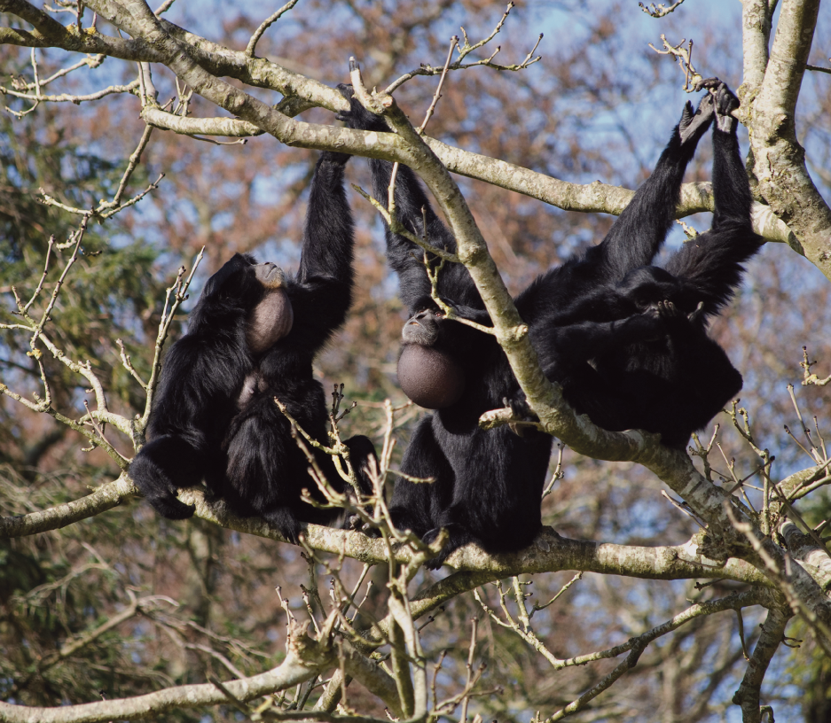 Primate Ranging Primate Ecology