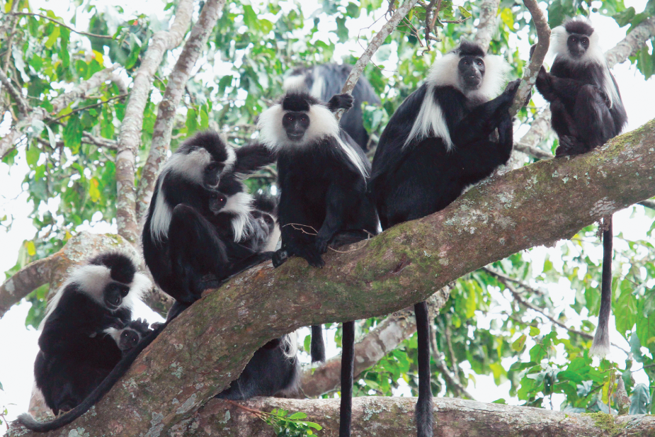 Simian Behavior Primate Sociality