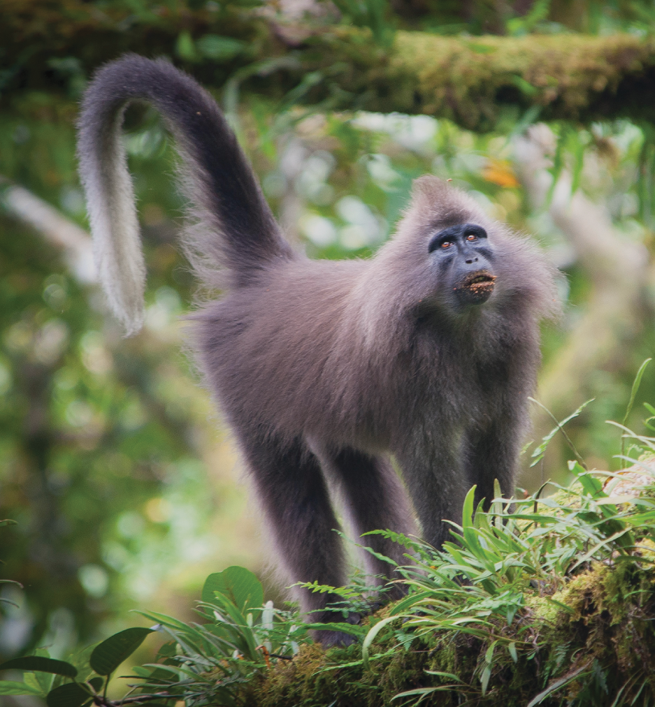Primate Conservation