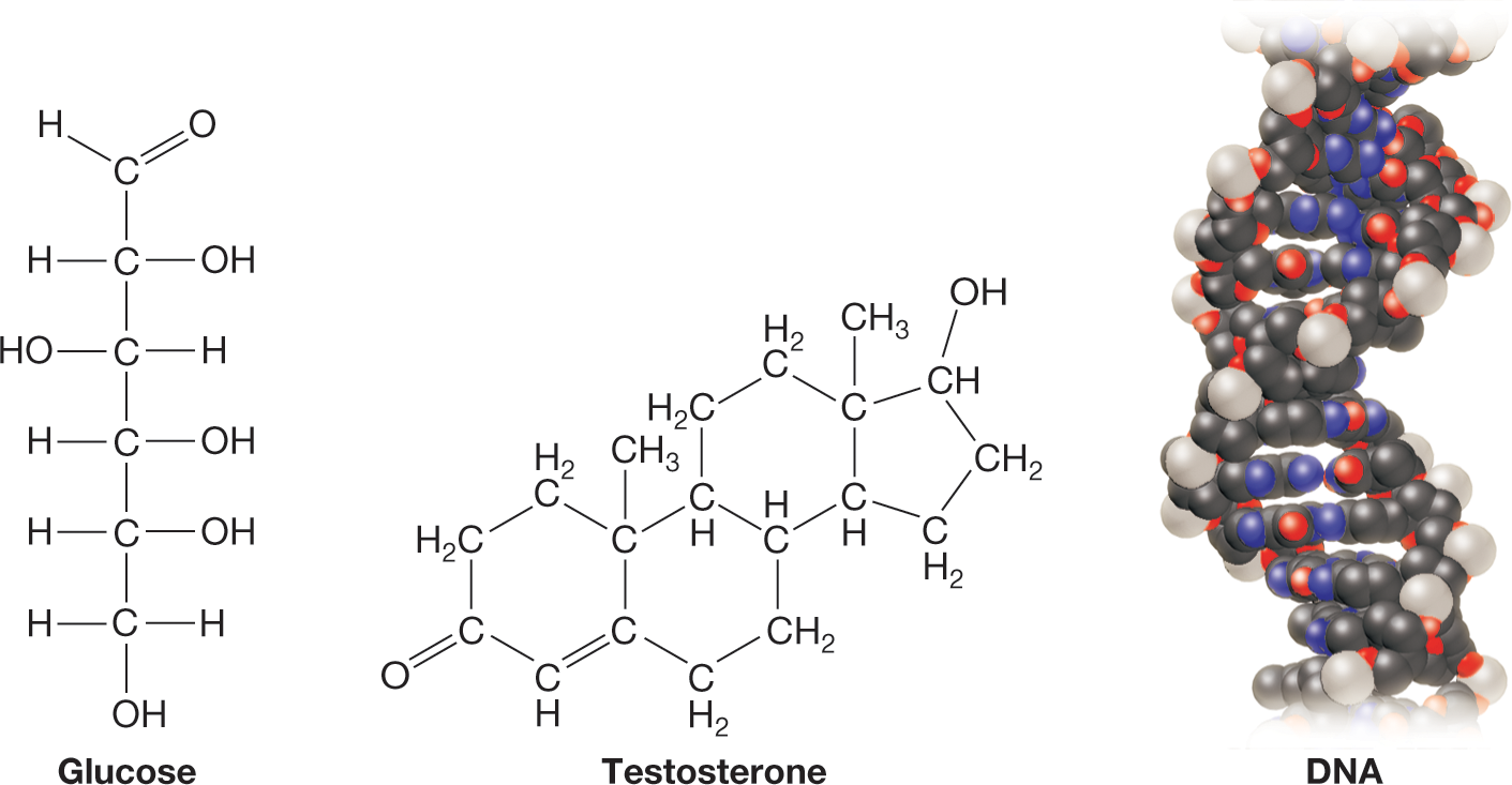 Structures of glucose, testosterone and a model of DNA. The structural formula of glucose shows a linear chain of six carbon atoms. The carbon atom in the first position is bonded to an oxygen atom by a double bond and to a hydrogen atom by a single bond. The carbon atom in the third position is bonded to a hydroxyl group and a hydrogen atom by single bonds. The carbon atom in the second, fourth, and fifth positions are bonded to a hydrogen atom and a hydroxyl group each by single bonds, in reverse order to the carbon atom in the third position. The carbon atom in the sixth position is bonded to two hydrogen atoms and a hydroxyl group. The condensed structural formula of testosterone shows two cyclohexane rings fused together. The first ring is fused with a cyclohexene ring, and the second is fused with a cyclopentane ring. A double bond exists between the carbon atoms in the fourth and fifth positions. An oxygen atom is double-bonded to the carbon atom in the third position, a hydroxyl group is bonded to the carbon atom in the seventeenth position, and a methyl group is bonded to the carbon atoms in the tenth and thirteenth positions. The third illustration shows a space-filling model of the double helical structure of DNA. The caption reads, �Some familiar organic compounds: Glucose, testosterone, and DNA are organic compounds produced by living organisms.�