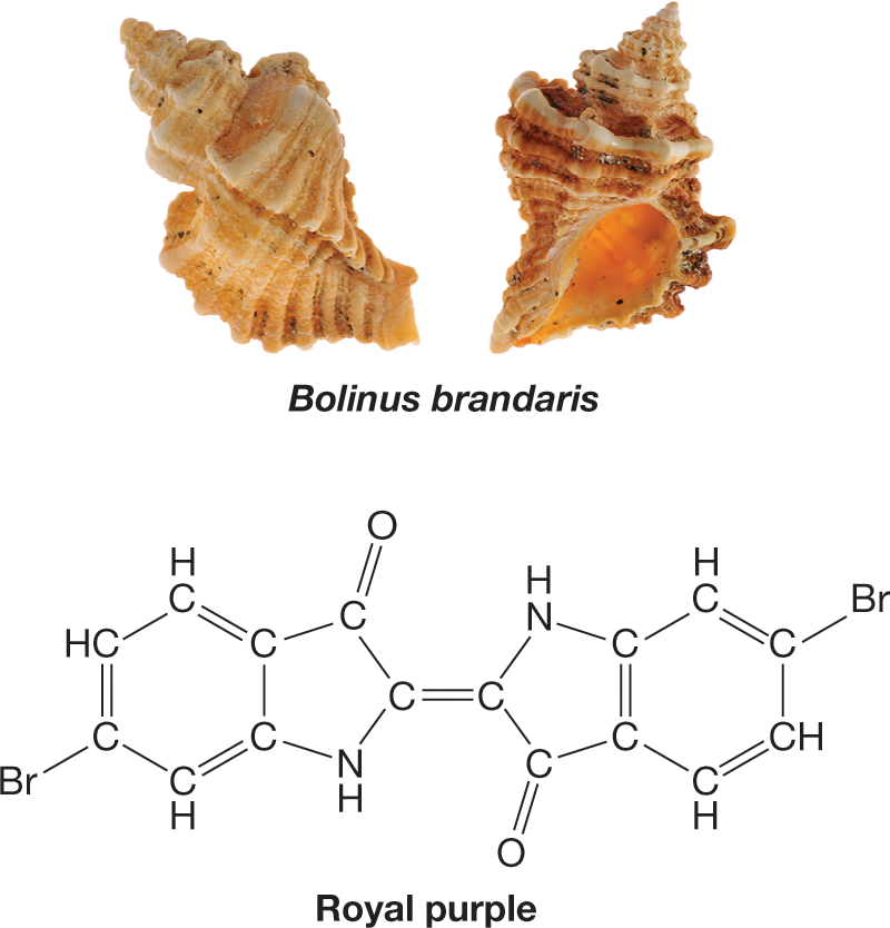 Photo of a couple of aquatic snails called Bolinus brandaris, from which the dye, royal purple is obtained and the condensed structural formula of royal purple. The condensed structural formula of royal purple shows two similar structures connected by a double bond. Each of these structures consists of a hexagon ring with alternating single and double bonds inside fused with a 5-sided ring made of four carbon atoms and one nitrogen atom. The nitrogen atoms in each structure are on opposite sides of the connecting double bond, and the bromine and oxygen atoms connected to the dye also lie on opposite sides of the bond. A double bond between the carbon atoms in the second position in each structure connects them. In both the structures, double bonds exist between the carbon atoms in the 3a and fourth position, the fifth and sixth position, and the 7a and seventh position. An oxygen atom is double-bonded to the carbon atoms in the third positions, a bromine atom is bonded to the carbon atoms in the sixth positions, and the nitrogen atoms in both the 5-sided rings are each bonded to a hydrogen atom. The caption reads, Royal purple: Ancient Phoenicians processed about 10,000 aquatic snails, Bolinus brandaris, to yield 1 g of royal purple dye. The structure of the molecule responsible for the dye�s color is shown.