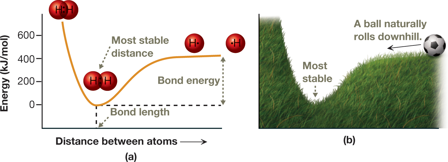 A line graph and an analogous image of the energy levels at different internuclear distances for two hydrogen atoms. The graph shows the distance between two hydrogen atoms along the horizontal axis and the energy in kilojoules per mole, from 0 to 600, along the vertical axis. The energy of the atoms is at its highest, above 600 kilojoules per mole, when they are extremely close. As the internuclear distance increases, the energy dips steeply and reaches a minimum level at the most stable distance. As the distance between the atoms increases further to infinity, the energy levels rise up slightly and remain at a stable level thereafter, around 400 kilojoules per mole. The point on the horizontal axis that corresponds to the lowest energy level is labeled as the bond length, and the distance on the vertical axis that represents the difference between the lowest energy levels and the energy at infinite internuclear distance is labeled as bond energy. The analogous representation shows a grassy surface in the shape of the graphical curve. A ball located on the gently sloping surface rolls down to the hollow that represents the most stable point. This hollow corresponds to the point of the lowest energy on the graph. The caption reads, Formation of a chemical bond: A: Plot of energy as a function of the internuclear distance for two hydrogen atoms. The hydrogen atoms are most stable at the distance at which energy is a minimum. B: A ball at the top of a hill becomes more stable at the bottom of the hill, and therefore tends to roll downhill.