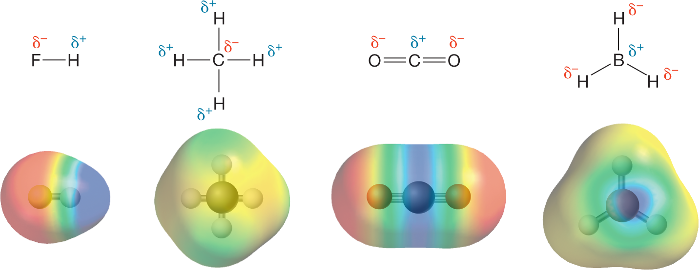 Condensed structural formulae and electrostatic potential maps of four molecules, hydrogen fluoride, methane, carbon dioxide, and borane. The first condensed structure shows a fluorine atom single bonded to a hydrogen atom. The fluorine atom has a positive charge, delta plus, and the hydrogen atom has a negative charge, delta minus. The electrostatic potential map shows an egg-shaped model, shaded in red on the left, yellow, green and turquoise in the center, and blue on the right. The second condensed structure shows a central carbon atom, single bonded to four hydrogen atoms. The hydrogen atoms have positive charges, delta plus, and the carbon has a negative charge, delta minus. The electrostatic potential map shows a triangular bipyramid-shaped model, shaded in green toward the vertices and yellow in the center. The third condensed structure shows a central carbon atom, double bonded to two oxygen atoms. The carbon has a positive charge, delta plus, and the oxygen atoms have negative charges, delta minus. The electrostatic potential map shows a dumbbell-shaped model, shaded in red on both ends representing oxygen atoms. On moving from the center to either side of the model, the region is shaded in the order, blue, turquoise, green, and yellow. The fourth condensed structure shows a central boron atom, single bonded to three hydrogen atoms. The boron has a positive charge, delta plus, and the hydrogen atoms have negative charges, delta minus. The electrostatic potential map shows a trigonal planar-shaped model, shaded in blue at the center, and turquoise, green, and yellow from inside out. The caption reads, �Electrostatic potential maps of four molecules: Red indicates a buildup of negative charge; blue indicates a buildup of positive charge.�