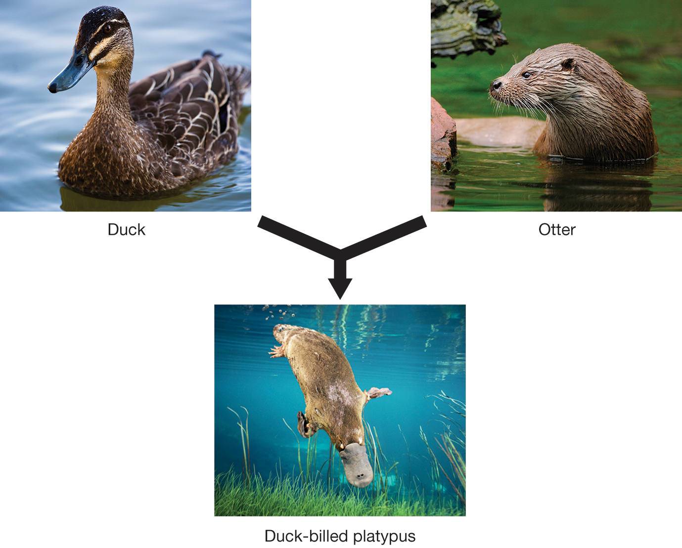 Three photos show an analogical representation of how a resonance hybrid is obtained. The first photo shows a duck and the second shows an otter. An arrow from these two photos leads to a third, which shows a duck-billed platypus. The caption reads, �An analogy of resonance: A duck-billed platypus has characteristics of a duck and an otter, just as a resonance hybrid has characteristics from its resonance contributors.�