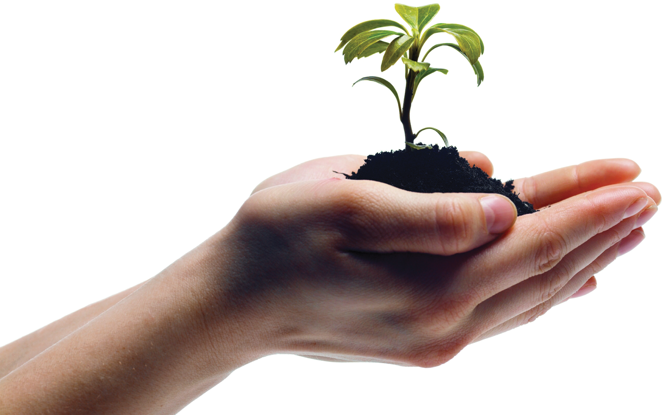 A photo shows two hands cradle a tiny sapling growing from a heap of soil.