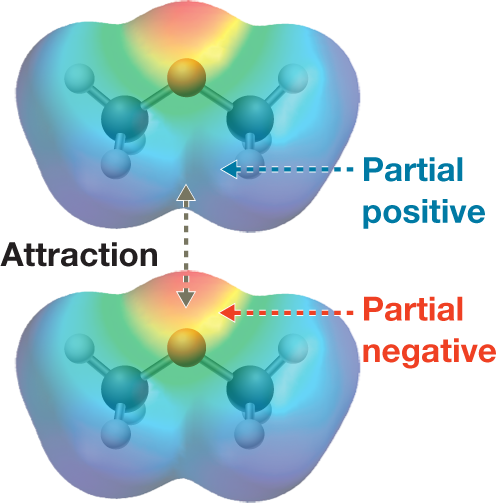 Electrostatic potential map shows the attraction between two dimethyl ether molecules. The two molecules are placed one above the other, and each molecule is represented by a ball-and-stick model in an electrostatic cloud. The structure of each molecule shows an oxygen atom bonded to two methyl groups, one on each side in a bent fashion. The electrostatic map is shaded red at the central upper portion representing the oxygen atom, and blue at the lower ends representing the hydrogen atoms. The central portion, from top to bottom, is shaded in yellow, green, and turquoise. An arrow labeled �partial positive� points to the blue regions of the first molecule, and an arrow labeled �partial negative� points to the red region of the second molecule. A two-way arrow labeled �attraction� connects these two regions. The caption reads, �Dipole�dipole interaction: The dominant intermolecular force between two molecules of dimethyl ether is a dipole�dipole interaction. The positive end of one ether molecule attracts the negative end of the other.�