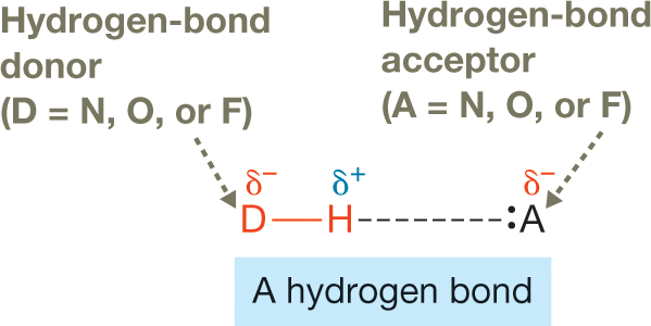 An illustration shows a hydrogen bond donor and a hydrogen bond acceptor. The illustration shows an atom �D� carrying a delta negative charge bonding with a hydrogen atom carrying a delta positive charge. A dashed line connects the hydrogen atom to another atom �A� carrying a delta negative charge. The atom �A� has a lone pair of electrons. An arrow pointing to atom �D� has a note that reads: �Hydrogen-bond donor (D equals nitrogen, oxygen, or fluorine)� An arrow pointing to atom �A� has a note that reads: �Hydrogen-bond acceptor (A equals nitrogen, oxygen, or fluorine)� The caption reads, Hydrogen bonds: A hydrogen bond consists of a hydrogen-bond donor D and a hydrogen-bond acceptor A with a lone pair. If the D and A atoms are uncharged, they must be nitrogen, oxygen, or fluorine for the hydrogen bond to be substantial.