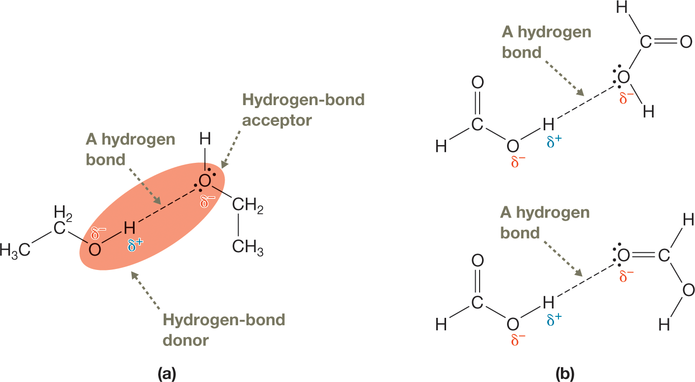 Lewis structures show the hydrogen bonding between two ethanol molecules and two methanoic acid molecules. The first illustration shows two ethanol molecules. Each consists of two carbon atoms bonded by a single bond. Carbon 1 is bonded to two hydrogen atoms and a hydroxyl group, and carbon 2 is bonded to three hydrogen atoms. In the first molecule, the oxygen atom in the hydroxyl group carries a partial negative charge, and the hydrogen atom in the group carries a partial positive charge. In the second molecule, the oxygen atom in the hydroxyl group carries a partial negative charge and has two lone pairs of electrons. A dashed line labeled �a hydrogen bond� connects this oxygen atom with the hydrogen in the hydroxyl group of the first molecule. The oxygen atom in the first molecule is the hydrogen-bond donor, and the oxygen with the lone pairs in the second molecule is the hydrogen-bond acceptor. The second illustration shows two sets of two methanoic acid molecules. Each molecule consists of a carbon atom bonded to a hydrogen atom and a hydroxyl group by single bonds and to an oxygen atom by a double bond. In the first molecule of the first set, the oxygen atom in the hydroxyl group carries a partial negative charge, and the hydrogen atom in the group carries a partial positive charge. In the second molecule of the first set, the oxygen atom in the hydroxyl group carries a partial negative charge and has two lone pairs of electrons. A dashed line labeled �a hydrogen bond� connects this oxygen atom with the hydrogen in the hydroxyl group of the first molecule. In the first molecule of the second set, the oxygen atom in the hydroxyl group carries a partial negative charge, and the hydrogen atom in the group carries a partial positive charge. In the second molecule of the second set, the oxygen atom double-bonded to the carbon carries a partial negative charge and has two lone pairs of electrons. A dashed line labeled �a hydrogen bond� connects this oxygen atom with the hydrogen in the hydroxyl group of the first molecule. The caption reads, Hydrogen bonding between ethanol molecules and between methanoic acid molecules: a. A hydrogen bond can form between two molecules of ethanol because the H atom is covalently bonded to an O atom in one molecule and is attracted to the second molecule�s O atom, which has a lone pair of electrons and a significant partial negative charge. The H bond is indicated by a dashed line. b. Two different H bonds between two molecules of methanoic acid (formic acid).