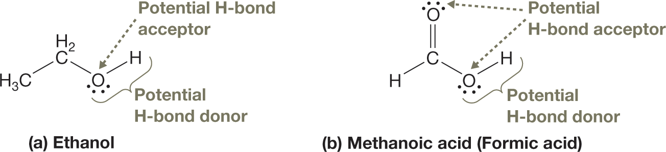 Lewis structures show an ethanol molecule and a methanoic acid molecule. The structure of ethanol consists of two carbon atoms bonded by a single bond. Carbon 1 is bonded to two hydrogen atoms and a hydroxyl group, and carbon 2 is bonded to three hydrogen atoms. The oxygen atom in the hydroxyl group has two lone pairs of electrons. An arrow labeled �potential H-bond acceptor� points to the oxygen atom, and the O-H bond is labeled �potential H-bond donor.� The structure of methanoic acid, also known as formic acid, shows a carbon atom bonded to a hydrogen atom and a hydroxyl group by single bonds and to an oxygen atom by a double bond. Each oxygen atom has two lone pairs of electrons and is labeled �potential H-bond acceptor.� The O-H bond is labeled �potential H-bond donor.� The caption reads, Potential hydrogen bond donors and acceptors: a. In a molecule of ethanol, the OH bond is a potential H-bond donor and the O atom is a potential H-bond acceptor. b. In a molecule of formic acid, the OH bond is a potential H-bond donor and each O atom is a potential H-bond acceptor.