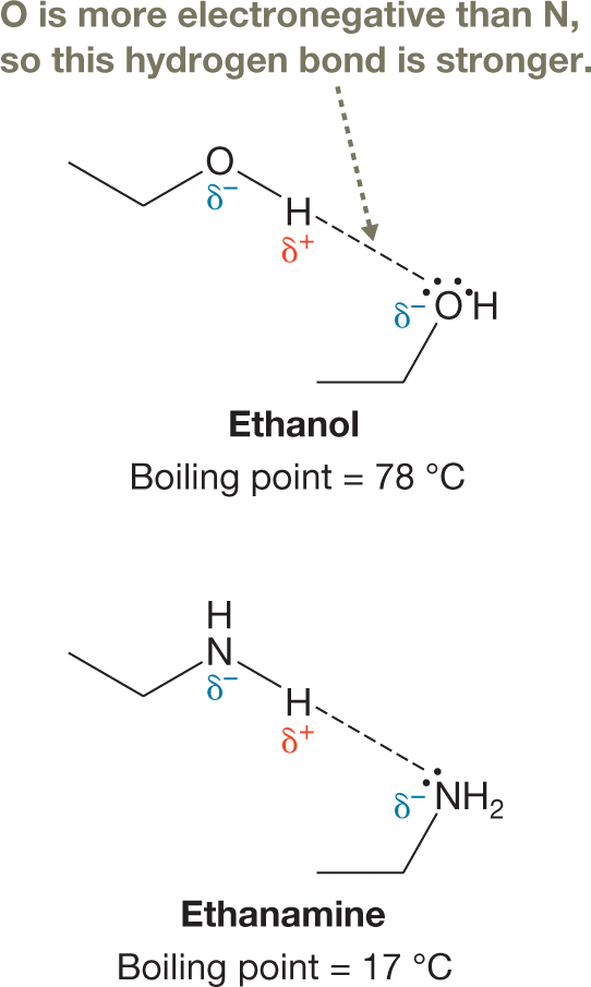 A two-part illustration shows hydrogen bonding in ethanol and ethanamine. The first part shows the hydroxyl group segments of two ethanol molecules, bonded to the two-carbon chain. The oxygen atom in the hydroxyl group of the first molecule carries a partial negative charge, while the hydrogen atom in the group carries a partial positive charge. The oxygen atom in the hydroxyl group of the second molecule carries a partial negative charge and has two lone pairs of electrons. A dashed line representing a hydrogen bond connects this oxygen atom with the hydrogen in the hydroxyl group of the first molecule. An arrow with a note, �O is more electronegative than N, so this hydrogen bond is stronger,� points to the dashed line. A note below this part of the structure reads, �Ethanol: Boiling point equals 78 degrees Celsius.� The second part shows the amine group segments of two ethanamine molecules, bonded to the two-carbon chain. The nitrogen atom in the amine group of the first molecule carries a partial negative charge, while one of the hydrogen atoms in the group carries a partial positive charge. The nitrogen atom in the amine group of the second molecule carries a partial negative charge and has one lone pair of electrons. A dashed line representing a hydrogen bond connects this nitrogen atom with the hydrogen in the amine group of the first molecule. A note below this part of the structure reads, �Ethanamine: Boiling point equals 17 degrees Celsius.� The caption reads, �Hydrogen bonding and electronegativity: Hydrogen bonding is stronger in ethanol than in ethanamine because O is more electronegative than N, thus giving rise to larger concentrations of positive and negative charges. As a result, the boiling point of ethanol is higher than the boiling point of ethanamine.�