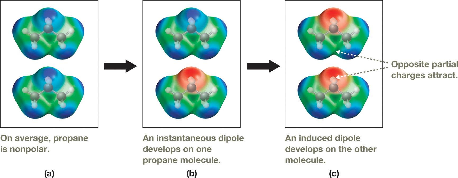 Electrostatic potential maps show the three stages in formation of an induced dipole-induced dipole interaction in two propane molecules. The illustration is divided into three parts, each shown in a box. Each part shows the ball-and-stick models of two propane atoms placed one over the other, enclosed in an electrostatic cloud each. In the first part, the cloud for both the molecules is shaded in blue around the vertices representing the carbon atoms, and green in the central portion. A note below the box reads, �On average, propane is nonpolar.� In the second part, the electrostatic cloud for the first molecule is shaded in blue around the vertices representing the carbon atoms, and green in the central portion. The map for the second molecule is shaded in red at the upper portion, representing the central carbon atom. The areas around the other carbon atoms are shaded in blue, and the central portion is green. A note below the box reads, �An instantaneous dipole develops on one propane molecule.� In the third part, the cloud for both the molecules is shaded in red at the upper portion, representing the central carbon atom. The areas around the other carbon atoms are shaded in blue, and the central portion is green. Two arrows, both labeled �opposite partial charges attract,� point to the red upper portion of the second molecule and the blue lower portion of the first. A note below the box reads, �An induced dipole develops on the other molecule.� The caption reads, Induced dipole�induced dipole interaction: a. On average, two isolated molecules of propane are nonpolar. b. Electrons are not static, however, so electron density can build up on one side of a molecule at some instant in time, resulting in a temporary dipole. c. That temporary dipole, in turn, can alter the electron distribution of a second, adjacent molecule, giving the second molecule an induced dipole. The oppositely charged ends of these induced dipoles attract one another.