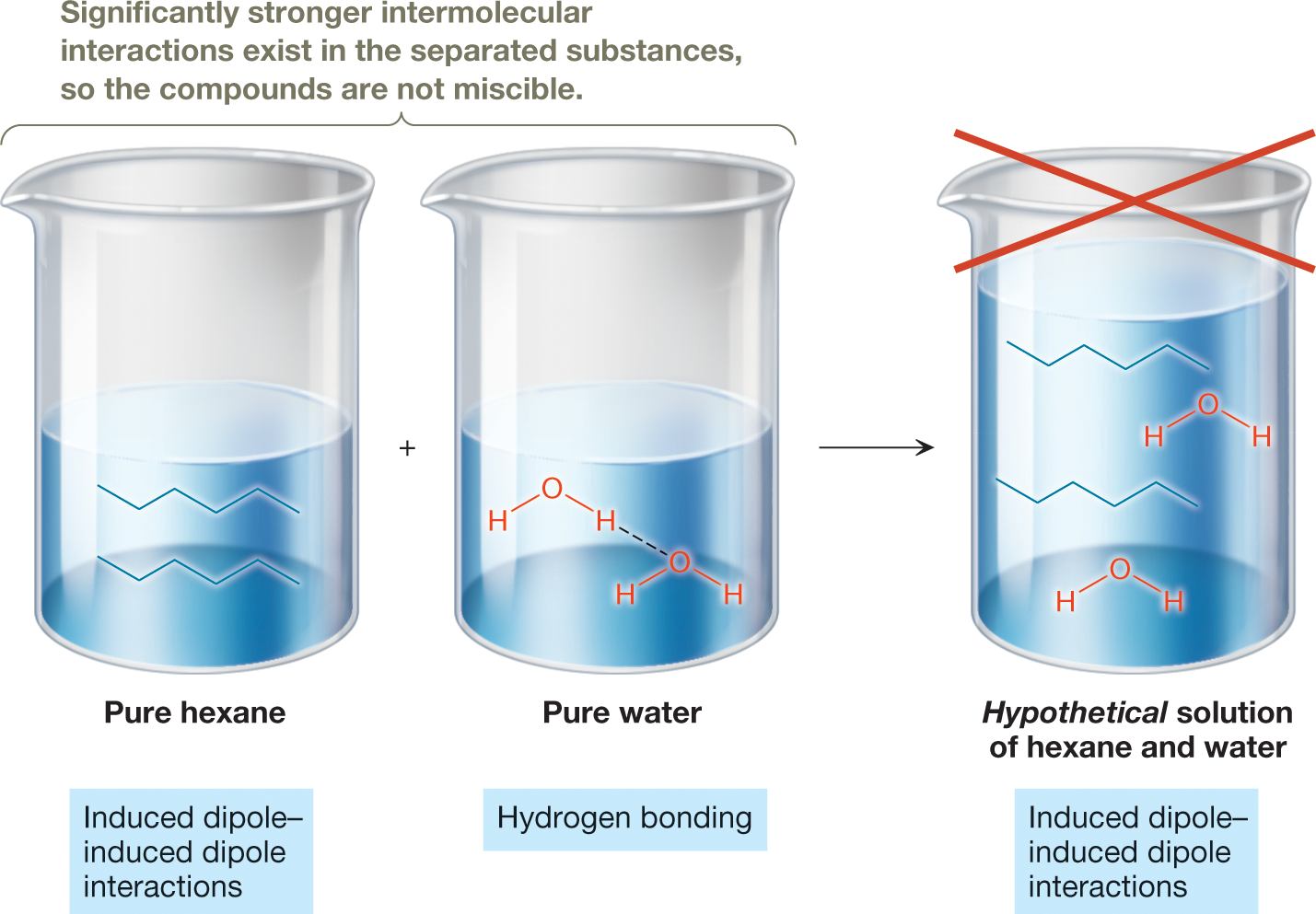 Illustrations of the formation of a hypothetical solution of hexane and water shows three beakers. Two beakers with a plus sign between them are each half-filled with a liquid. The first beaker contains pure hexane with induced dipole-induced dipole interactions, as represented by zigzag line structures with three crests and three troughs. The second beaker contains water, as represented by the structural formulas showing an oxygen atom bonded to two hydrogen atoms, with hydrogen bonds between two molecules. A note above these beakers reads, �Significantly stronger intermolecular interactions exist in the separated substances, so the compounds are not miscible.� An arrow from these two beakers leads to a third beaker that is nearly filled with a hypothetical solution of hexane and water with induced dipole-induced dipole interactions. There is a large red X over the third beaker. The caption reads, �Intermolecular interactions and the insolubility of hexane in water: Thedominant intermolecular interactions present in pure hexane are induced dipole�induceddipole interactions. The dominant intermolecular interaction in pure water is hydrogenbonding. When we consider the hypothetical solution, induced dipole�induced dipoleinteractions remain but hydrogen bonding is diminished. This favors the pure substances onthe left, which explains why hexane is insoluble in water.�