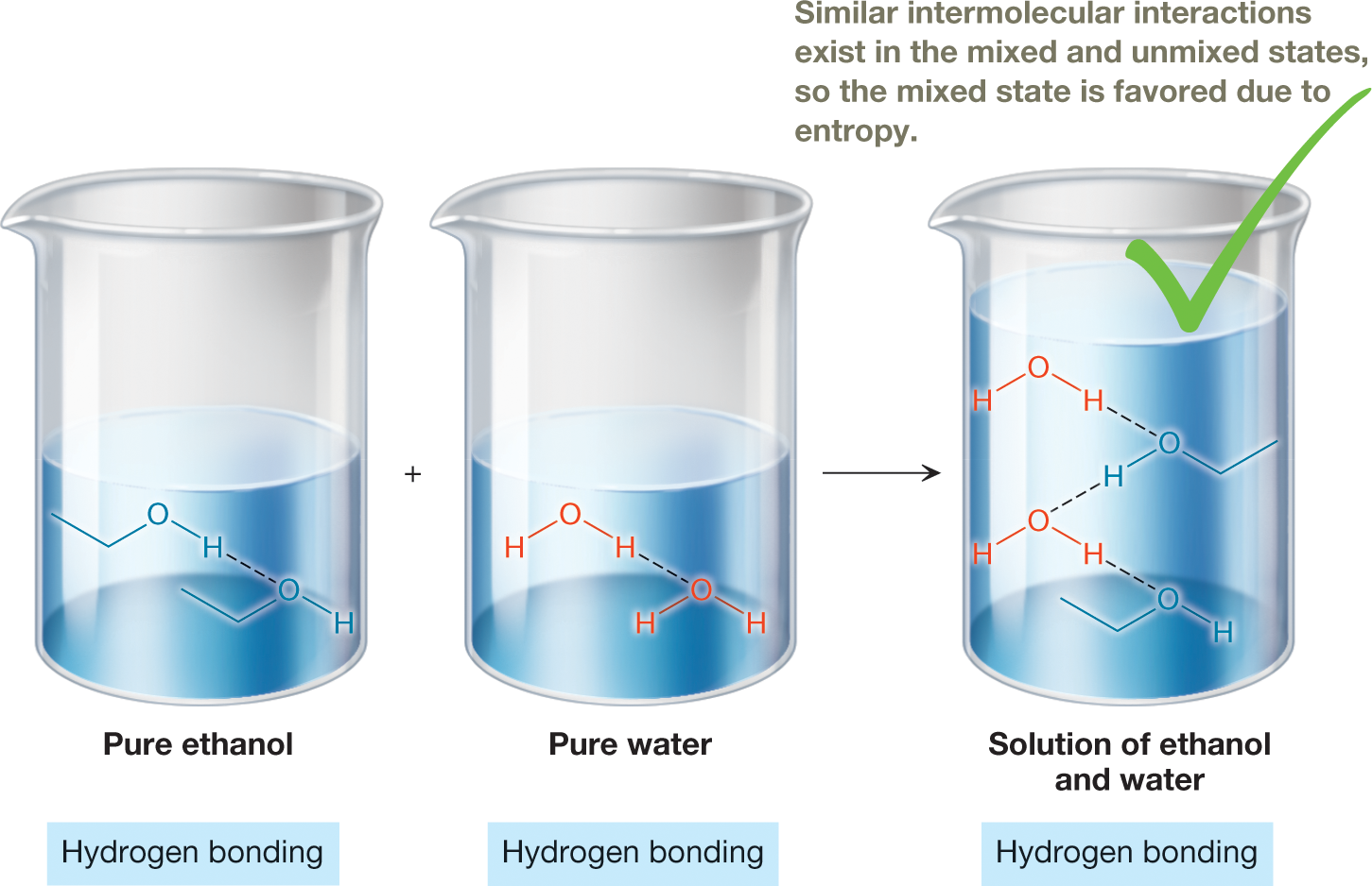 Illustrations of the formation of a solution of ethanol and water shows three beakers. Two beakers with a plus sign between them are each half-filled with a liquid. The first beaker contains pure ethanol, as represented by the structural formulas showing a hydroxyl group bonded to an inverted V, with hydrogen bonds between two molecules. The second beaker contains water, as represented by the structural formulas showing an oxygen atom bonded to two hydrogen atoms, with hydrogen bonds between two molecules. An arrow from these two beakers leads to a third beaker that is nearly filled with a solution of ethanol and water with hydrogen bonding between the molecules. There is a large green check mark over the third beaker, and a note that reads, �Similar intermolecular interactions exist in the mixed and unmixed states, so the mixed state is favored due to entropy.� The caption reads, Intermolecularinteractions and the solubility ofethanol in water: Hydrogen bondingexists in pure ethanol, shown in blue, andin pure water, shown in red. Substantialhydrogen bonding also exists betweenmolecules of water and ethanol in asolution, allowing the two substancesto dissolve readily and in anyproportion.