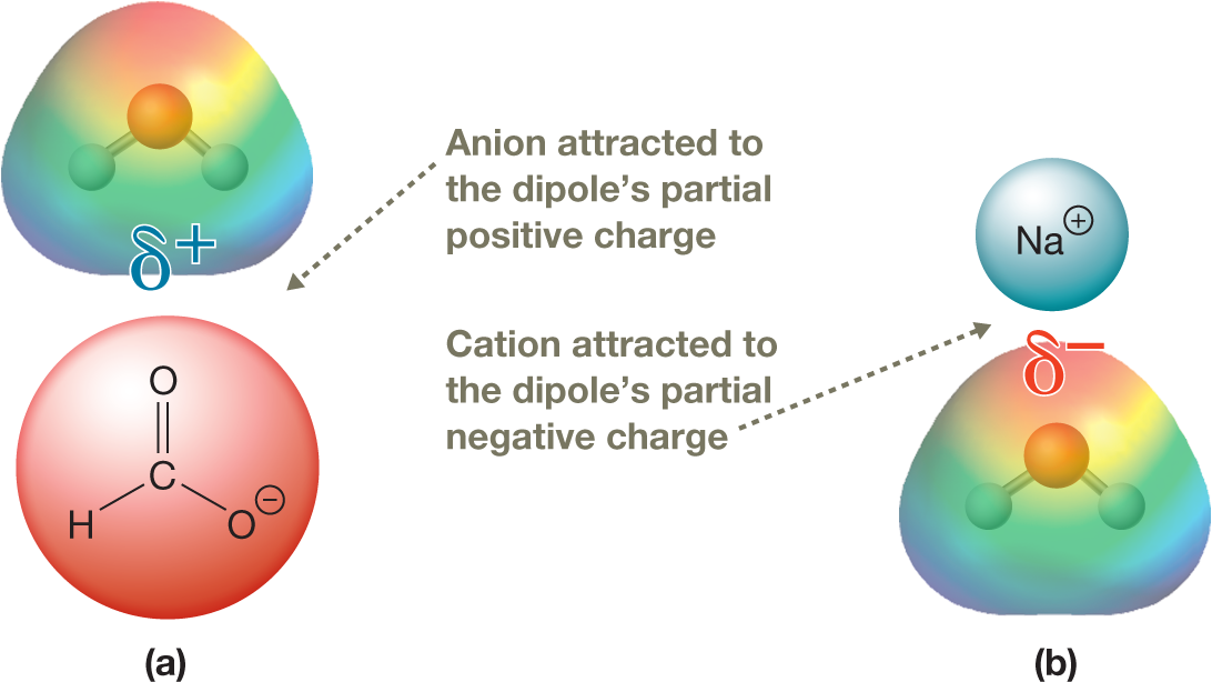 Two illustrations show the interactions between an ion and a dipole. The first illustration shows the condensed structural formula of a methanoate ion below an electrostatic potential map of a water molecule, represented by a ball-and-stick model. The structure of the ion shows a central carbon atom bonded to an oxygen atom by a double bond, and to a hydrogen atom and an oxygen atom carrying a negative charge by single bonds. The ion is enclosed in a red circle. The triangular electrostatic map of water is shaded in red at the upper end representing the oxygen atom, and in blue at the two lower ends, each representing a hydrogen atom. The central portion is shaded in yellow, green, and turquoise from top to bottom. The lower end of the electrostatic map shows a partial positive charge. An arrow with a note, �Anion attracted to the dipole�s partial positive charge,� points to this illustration. The second illustration shows a positively charged sodium ion above an electrostatic potential map of a water molecule, represented by a ball-and-stick model. The triangular electrostatic map of water is shaded in the same manner as in the first illustration. Here, the upper end shows a partial negative charge. An arrow with a note, �Cation attracted to the dipole�s partial negative charge,� points to this illustration. The caption reads, �Ion�dipoleinteractions: a. An ion�dipoleinteraction between HCO22and H2O.The anion interacts with the positiveend of water�s dipole. b. An ion�dipole interaction between Na1 and amolecule of water. The cation interactswith the negative end of water�sdipole.�