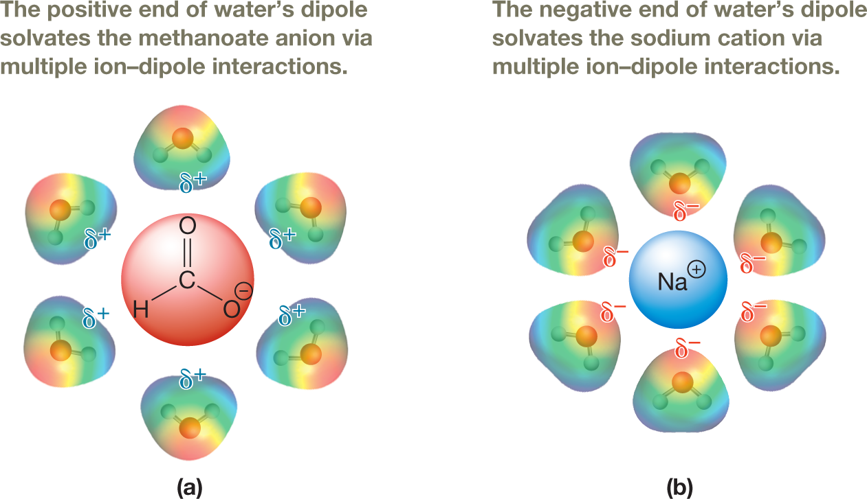 Two illustrations show the interactions between an ion and a dipole when ionic compounds dissolve in water. The first illustration shows the condensed structural formula of a methanoate ion surrounded by electrostatic potential maps of six water molecule, each represented by a ball-and-stick model. The structure of the ion shows a central carbon atom bonded to an oxygen atom by a double bond, and to a hydrogen atom and an oxygen atom carrying a negative charge by single bonds. The ion is enclosed in a red circle. The triangular electrostatic map of each water molecule is shaded in red at the upper end representing the oxygen atom, and in blue at the two lower ends, each representing a hydrogen atom. The central portion is shaded in yellow, green, and turquoise from top to bottom. The blue ends of each electrostatic map show a partial positive charge and point toward the central ion. A note above this illustration reads, �The positive end of water�s dipole solvates the methanoate anion via multiple ion�dipole interactions.� The second illustration shows a positively charged sodium ion surrounded by electrostatic potential maps of six water molecule, each represented by a ball-and-stick model. The triangular electrostatic map of each water molecule is shaded in the same manner as in the first illustration. Here, the red end of each electrostatic map shows a partial negative charge, and points toward the central ion. A note above this illustration reads, �The negative end of water�s dipole solvates the sodium cation via multiple ion�dipole interactions.� The caption reads, Solvation: Ioniccompounds can dissolve in water asa result of solvation of the respectiveions. a. The positive end of water�sdipole solvates the HCO2 anion. b. The negativeend of water�s dipole solvates the sodium ion.