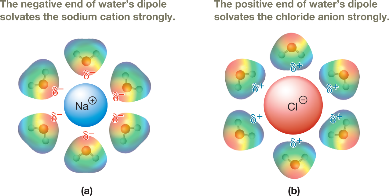 Two illustrations show the interactions between sodium cation and chloride anion when salt dissolves in water. The first illustration shows a sodium cation enclosed in a blue circle and surrounded by electrostatic potential maps of six water molecule, each represented by a ball-and-stick model. The triangular electrostatic map of each water molecule is shaded in red at the upper end representing the oxygen atom, and in blue at the two lower ends, each representing a hydrogen atom. The central portion is shaded in yellow, green, and turquoise from top to bottom. The red end of each electrostatic map shows a partial negative charge, and points toward the central ion. A note above this illustration reads, �The negative end of water�s dipole solvates the sodium cation strongly.� The second illustration shows a chloride anion enclosed in a red circle and surrounded by electrostatic potential maps of six water molecule, each represented by a ball-and-stick model. The triangular electrostatic map of each water molecule is shaded in the same manner as in the first illustration. Here, the blue ends of each electrostatic map show a partial positive charge and point toward the central ion. A note above this illustration reads, �The positive end of water�s dipolesolvates the chloride anion strongly.� The caption reads, Solvation of NaClin water: a. The sodium ion is stronglysolvated because the partial negativecharge of water is well exposed.b. The chloride ion is strongly solvatedbecause the partial positive charge ofwater is well exposed.