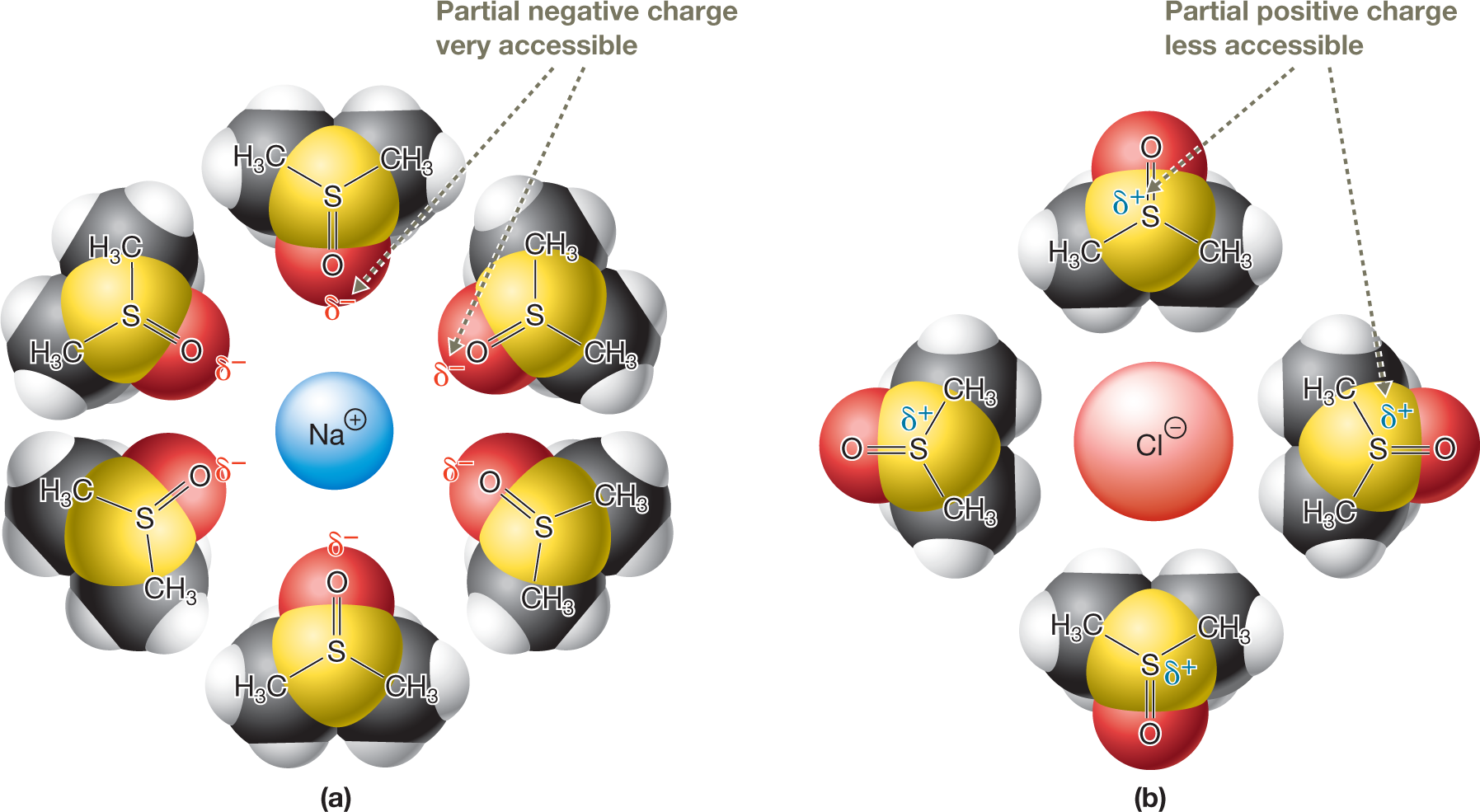 Two illustrations show the interactions between sodium cation and chloride anion when salt dissolves in dimethyl sulfoxide or DMSO. The first illustration shows a sodium cation enclosed in a blue circle and surrounded by six DMSO molecules, each represented a space-filling model. The models show a central sulfur atom bonded to two methyl groups by single bonds and to an oxygen atom by a double bond. The oxygen atom in each DMSO molecule carries a partial negative charge, and points toward the central ion. A note pointing to these partial negative charges, �Partial negative charge very accessible.� The second illustration shows a chloride anion enclosed in a blue circle and surrounded by fourDMSO molecules. The central sulfur atom in each DMSO molecule carries a partial positive charge, and points toward the central ion. A note pointing to these partial negative charges, �Partial positive charge less accessible.� The caption reads, Solvation in DMSO: a.Sodium ion is solvated strongly in DMSO because thepartial negative charge of DMSO is well exposed. b.Chloride ion is not solvated very strongly byDMSO, because DMSO�s partial positive charge is buried inside the molecule.