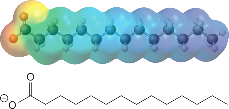 Electrostatic potential map and skeletal structural of the carboxylate anion in the hydrocarbon chain of a fatty acid. The electrostatic potential map is drawn around a ball-and-stick model of the carboxylate anion in the hydrocarbon chain, which shows a chain of fourteen carbon atoms. Carbon 1 is bonded to an oxygen atom by a single bond and to another oxygen atom by a double bond. Carbons 2 to 13 are each bonded to two hydrogen atoms, while carbon 14 is bonded to three hydrogen atoms. The electrostatic map is shaded in red around the left end of the chain representing the oxygen atoms, and in blue on the opposite end of the chain representing carbon 14. Moving from carbon 1 to 14, the central portion is shaded in yellow, green, and turquoise. The skeletal structure of the anion shows a zigzag line with seven crests and eight troughs. An oxygen atom carrying a negative charge occupies the position at the first trough, and another oxygen atom is double-bonded to the atom at the first crest. The caption reads, Electrostaticpotential map of a fatty acidcarboxylate anion: A significantnegative charge is located on theportion of the ion containing the carboxylate group, which is the ionic head group, makingit hydrophilic. At the same time, thehydrocarbon tail is very nonpolar,making it hydrophobic.�