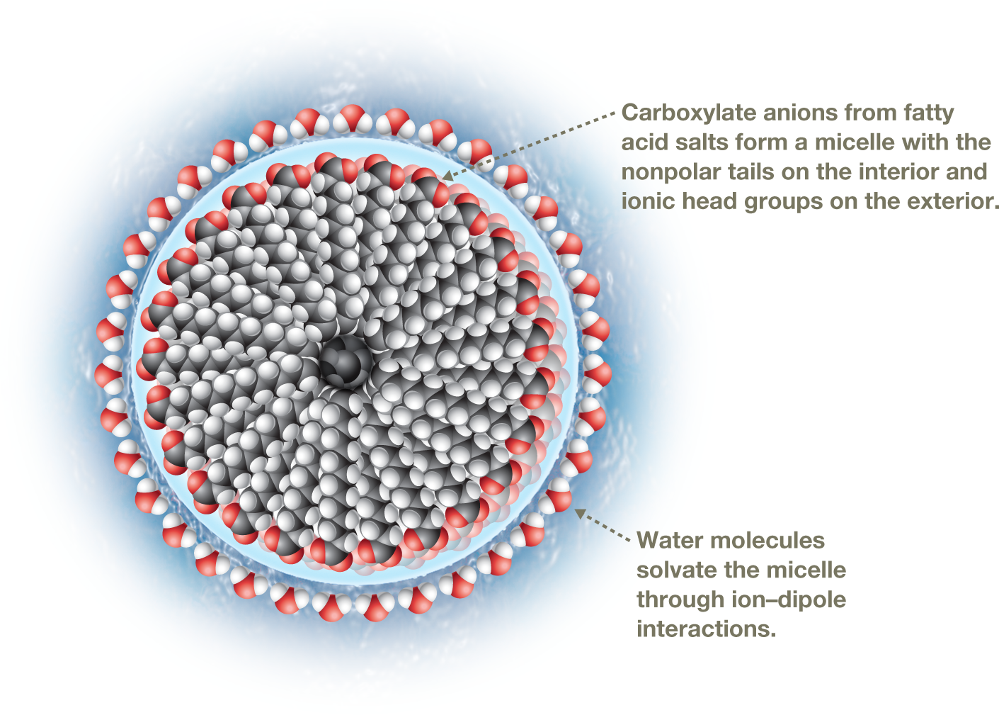 Space-filling model showing structure of a micelle. The structure shows an array of hydrocarbon chains arranged in a circular manner around the center of the micelle. The polar head of each chain, consisting of the carbon atom bonded to an oxygen atom by a single bond and to another oxygen atom by a double bond, lies along the outer edge of the circle, while the nonpolar, tail end of each chain points toward the center. Surrounding the micelle are water molecules arranged along the outer edge of the circle. An arrow pointing toward the polar end of a carboxylate anion shows a note that reads, �Carboxylate anions from fatty acid salts form a micelle with the nonpolar tails on the interior and ionic head groups on the exterior.� An arrow pointing to the water molecules shows a note that reads, �Water molecules solvate the micelle through ion�dipole interactions.� The caption reads, The structure of a micelle: In water, carboxylate anions,R-CO2 minus, from fattyacid salts form micelles, in which the nonpolar tails are on the inside and the ionic headgroups are on the outside. Micelles are soluble in water because they are heavily solvateddue to the extensive ion�dipole interactions that take place between the ionic head groupsand the water molecules of the surrounding solution.