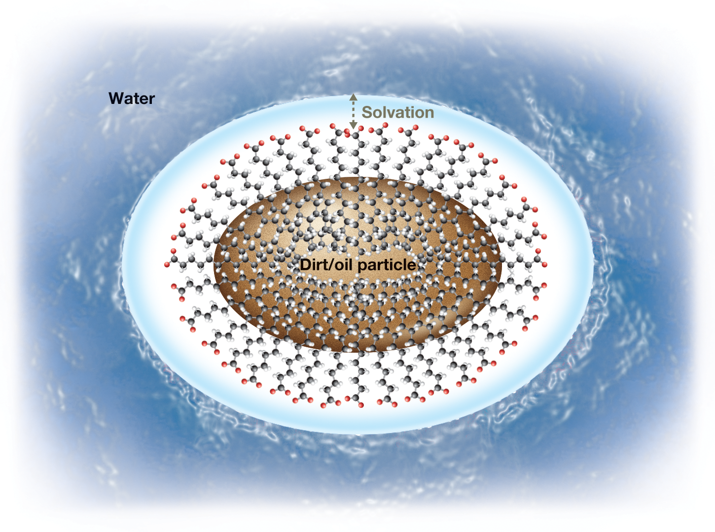 An illustration shows how soap molecules act on a particle of oil or dirt. The oil or dirt particle is represented by a brown, elliptical structure with the molecules of the particle clustered together. Surrounding this particle are chains of soap molecules. The nonpolar tail ends of these chains point toward the oil or dirt particle, and the polar heads of the chains point away from the particle. Surrounding the chains of the soap molecules is water. There is a small gap labeled �solvation,� running along the elliptical figure, separating the soap molecules from the water surface. The caption reads, �An oil dropletemulsified in water by soap: Thenonpolar tails of soap moleculesdissolve in a droplet of oil, whichcan then be washed away by watermolecules interacting with theexposed hydrophilic head groups.�