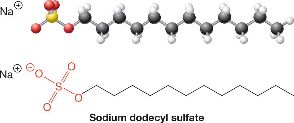 An illustration shows the ball-and-stick model and the skeletal structural formula of sodium dodecyl sulfate. The structure of the compound shows a sodium cation next to a chain of twelve carbon atoms, where carbon 1 is bonded to a sulfate ion and two hydrogen atoms. Carbons 2 to 11 are each bonded to two hydrogen atoms, and carbon 12 is bonded to three hydrogen atoms. The caption reads, Detergents: In a detergent such as sodiumdodecyl sulfate, the OSO3 minus head group is very hydrophilicand the long nonpolar tail is hydrophobic.
