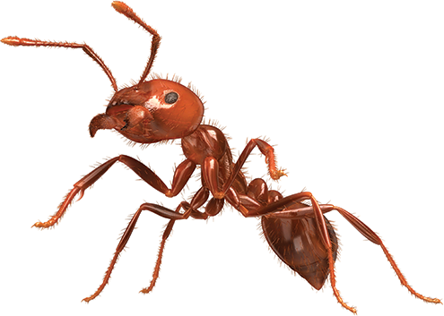 Magnified picture of a red ant.