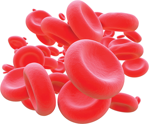 An illustration shows a cluster of biconcave red blood cells.