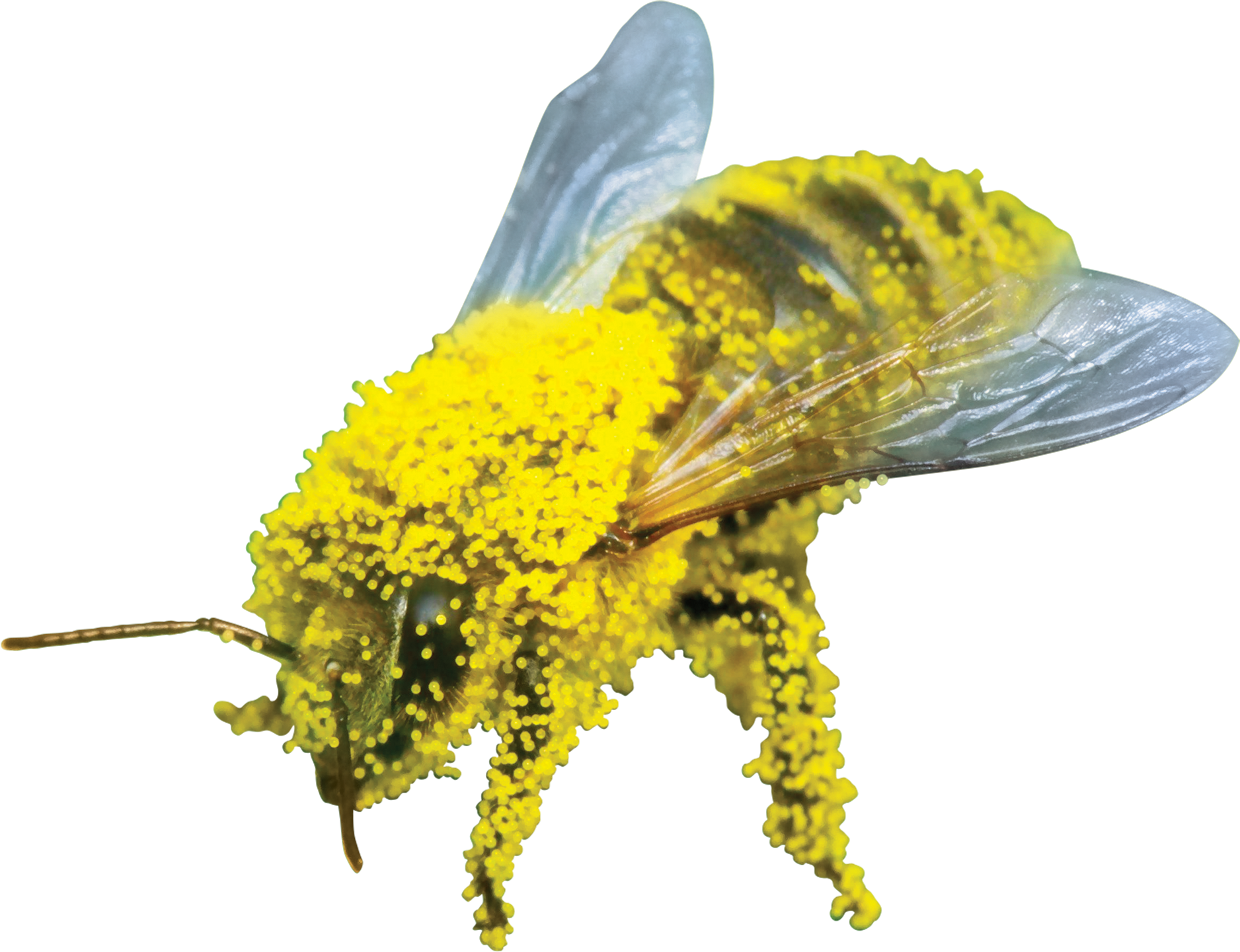 A bee covered with pollens attracted through an electric charge.