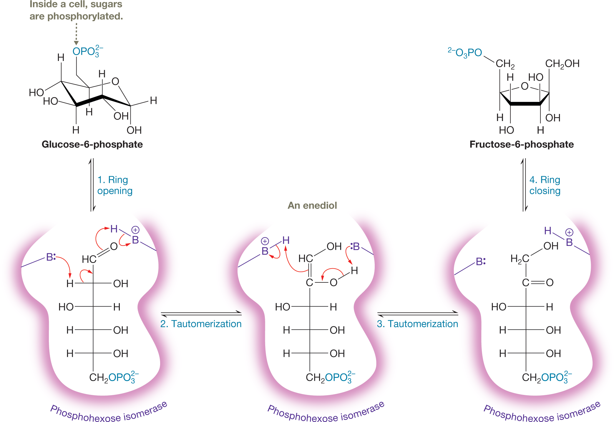 An illustration represents a four-step process to explain glycolysis. It shows a condensed structural formula of glucose-6 phosphate, with its phosphate group highlighted in blue and labeled, inside a cell, sugars are phosphorylated. It is followed by a reversible arrow labeled, 1, ring opening, to show a linear chain of six carbon atoms representing phosphohexose isomerase. The carbon atom in the first position is double bonded to an oxygen atom. The carbon atom in the third position is bonded to a hydroxyl group and a hydrogen atom by single bonds. The carbon atom in the second, fourth, and fifth positions are bonded to a hydrogen atom and a hydroxyl group each by single bonds, in reverse to the carbon atom in the third position. The carbon atom in the sixth position is bonded to two hydrogen atoms and a phosphate group. A curved arrow from B carrying a lone pair of electrons point toward hydrogen atom linked to carbon-2 while another curved arrow from carbon-2 and hydrogen bond point toward carbon-2 and carbon-1 bond. A third curved arrow from the double bond point toward an external hydrogen atom linked to a B carrying positive charge by a single bond while the fourth curved arrow from a single bond between hydrogen atom and B carrying positive charge point toward B. It is followed by a reversible arrow labeled, 2, tautomerization, to show an enediol represented as a replacement of bond between a hydroxyl group and carbon-1 toward bond between carbon-1 and 2. The carbon atom in the second position is shown to be linked to an oxygen atom, which is further linked to a hydrogen atom by a single bond each. A curved arrow from the carbon at the first position point toward another hydrogen atom linked to B carrying positive while another arrow from a single bond between the hydrogen atom and B carrying positive charge point toward B. A third arrow from the single bond between hydrogen atom and oxygen atom on carbon-2 point toward single bond between oxygen atom and carbon-2 while a fourth arrow from B carrying a lone pair of electron point toward hydrogen atom linked to an oxygen atom at carbon positioned at 2. It is further followed by a reversible arrow labeled 3, tautomerization, to show a change in the position of carbon-1 and 2. The carbon at the first position is linked to two hydrogen atoms and a hydroxyl group by a single bond. The carbon at the second position is linked to an oxygen atom by a double bond. It is further followed by a reversible arrow labeled, 4, ring closing, to show a condensed structural formula of fructose-6 �phosphate, with the phosphate group highlighted in blue.