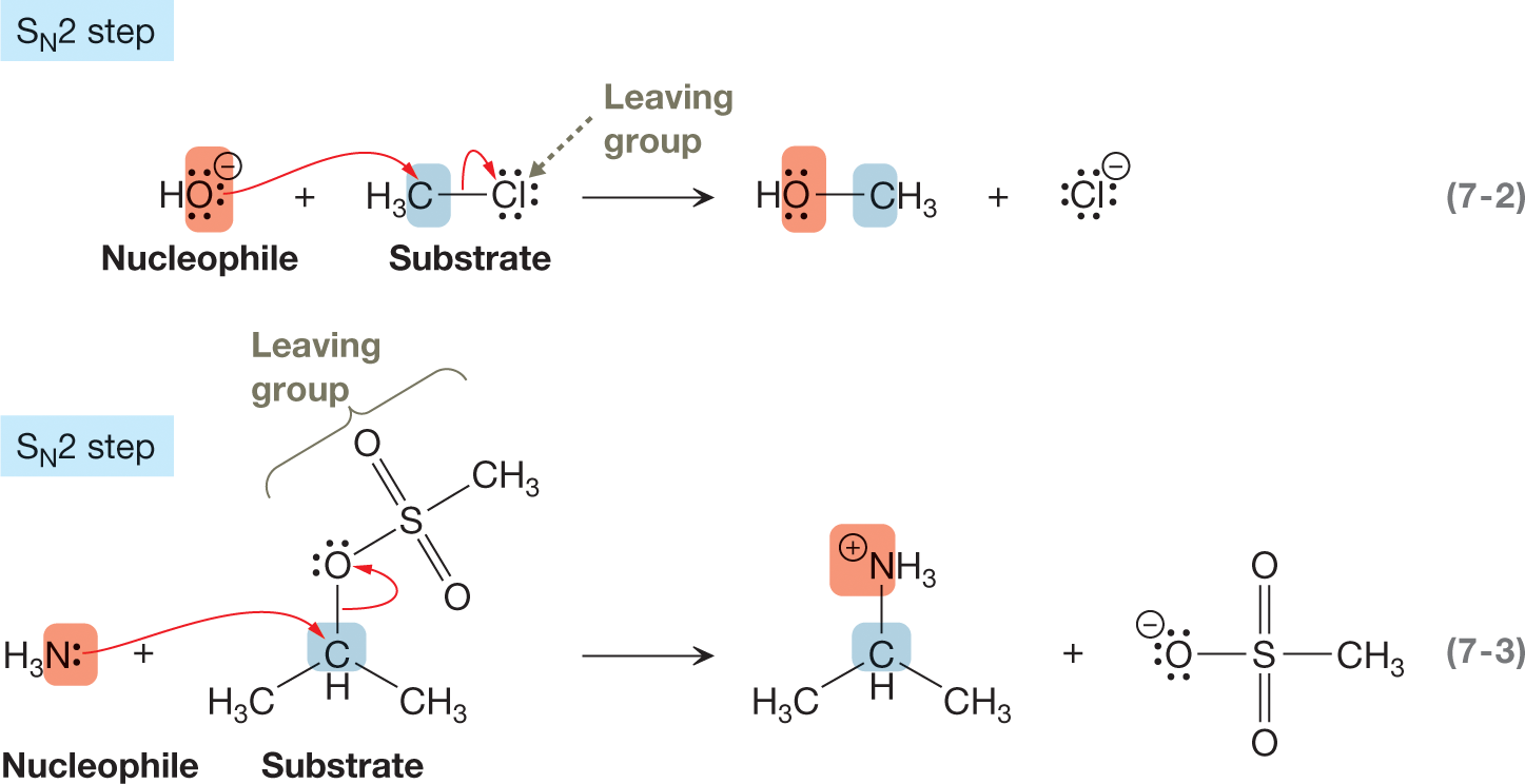 An illustration shows two chemical reactions representing an example of bimolecular nucleophilic substitution (SN2) step. The first example shows a nucleophile, hydroxyl group in which an oxygen atom, containing three lone pairs of electrons carrying a negative charge reacts with a substrate shown as a methyl group single-bonded to a chloride, labeled �leaving group.� A curved arrow drawn from an oxygen atom of a hydroxyl group is shown to point toward a carbon atom of a methyl group. Another curved arrow beginning from a single bond between the methyl group and chloride, point toward chloride. The resultants show oxygen atom of hydroxyl group single-bonded to the carbon atom of the methyl group and a chloride anion containing four lone pairs of electrons. The second example shows a nucleophile, amine group, with a negatively charged nitrogen atom, containing a lone pair of electrons linked to three hydrogen atoms reacting with a substrate shown as a central carbon hydrogen atom linked to two methyl groups and an oxygen atom, containing two lone pairs of electrons by a single bond each. The oxygen atom is further single-bonded to the sulfur of the leaving mesylate group, which further connects to two oxygen atoms by double bonds each and a methyl group by a single bond. A curved arrow from a nitrogen atom of amine group is shown to point toward carbon atom of the carbon-Hydrogen bond. Another curved arrow beginning from the single bond between carbon-Hydrogen bond and oxygen, point toward oxygen. The resultants show a positively charged nitrogen atom of amine group single-bonded to a central carbon atom, which further connects to two methyl groups in bent position and a mesylate group shown as a central sulfur atom single-bonded to a negatively-charged oxygen atom, containing two lone pairs of electrons, and two oxygen atoms double-bonded to the central atom each, and a methyl group attached to it by a single bond.