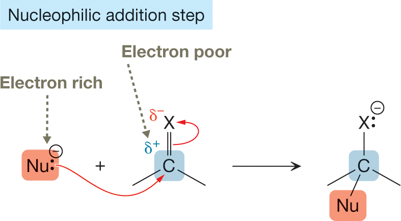 A chemical reaction shows an example of a nucleophilic addition step. It shows an electron-rich nucleophile, Nu containing a lone pair of electrons, and marked with a negative charge reacting with a carbonyl group shown as a central carbon atom, marked delta plus having two vacant single bonds, and linked to X, marked delta minus by a double bond. A curved arrow from nucleophile is shown to point toward the central carbon atom of the carbonyl group while another curved arrow from a double bond between a carbon atom and X is shown to point toward X. The resultants show a central carbon atom having four single bonds arranged in a tetrahedral arrangement, with a nucleophile and an X group attached to two of the four single bonds.