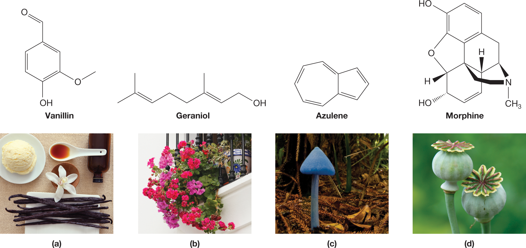 Four illustrations of the skeletal structural formulas of organic compounds and photos of their natural sources. The first structure shows vanillin, which consists of a benzene ring with carbon 1 bonded to an aldehyde group, carbon 3 bonded to a methoxy group, and carbon 4 bonded to a hydroxyl group. The accompanying photo shows a tablespoon of vanilla extract beside a scoop of ice cream. The second structure shows geraniol, which consists of an eight-carbon chain with carbon 1 bonded to a hydroxyl group, and carbons 3 and 7 each bonded to a methyl group. Double bonds exist between carbons 2 and 3, and carbons 6 and 7. The accompanying photo shows a geranium plant. The third structure shows azulene, which consists of a seven-carbon ring fused with a five-carbon ring. Double bonds exist between carbons 1 and 2, carbons 3 and 4a, carbons 4 and 5, carbons 6 and 7, and carbons 8 and 8a. The accompanying photo shows a blue mushroom. The fourth structure shows morphine, which consists of five rings fused together. Ring A is a benzene ring with carbon atoms 1, 2, 3, 4, 12, and 11, where carbon 3 is bonded to a hydroxyl group. Ring B is a hexagonal six-carbon ring with carbon atoms 9, 10, 11, 12, 13, and 14, where carbon 14 is bonded to a hydrogen atom by a solid wedge bond. Ring C is a six-carbon ring with carbon atoms 5, 6, 7, 8, 13, and 14, where carbon 6 is bonded to a hydroxyl group by a dashed wedge bond and carbon 5 is bonded to a hydrogen atom by a solid wedge bond. Ring D is a six-membered ring with five carbons, 9, 14, 13, 15, and 16, and one nitrogen atom, which is bonded to a methyl group. The bonds between carbon 9 and the nitrogen atom, between carbon 16 and the nitrogen atom, between carbon 15 and 16, and carbon 13 and 15, are all represented by solid wedged. Ring E is a five-membered ring made of carbons 4, 12, 13, and 5, and an oxygen atom. The accompanying photo shows the opium poppy plant. The caption reads, Naturally occurring organic compounds: a. Vanillin can be isolated from vanilla extract. b. Geraniol occurs in geranium oil. c. Azulene gives this mushroom its blue color. d. Morphine is derived from opium poppy.| An illustration shows the skeletal structural formula of vanillin and a photo of its natural source. Vanillin consists of a benzene ring with carbon 1 bonded to an aldehyde group, carbon 3 bonded to a methoxy group, and carbon 4 bonded to a hydroxyl group. The accompanying photo shows a tablespoon of vanilla extract beside a scoop of ice cream. The caption reads, Naturally occurring organic compounds: Vanillin can be isolated from vanilla extract. | An illustration shows the skeletal structural formula of geraniol and a photo of its natural source. Geraniol consists of an eight-carbon chain with carbon 1 bonded to a hydroxyl group, and carbons 3 and 7 each bonded to a methyl group. Double bonds exist between carbons 2 and 3, and carbons 6 and 7. The accompanying photo shows a geranium plant. The caption reads, Naturally occurring organic compounds: Geraniol occurs in geranium oil. | An illustration shows the skeletal structural formula of azulene and a photo of its natural source. Azulene consists of a seven-carbon ring fused with a five-carbon ring. Double bonds exist between carbons 1 and 2, carbons 3 and 4a, carbons 4 and 5, carbons 6 and 7, and carbons 8 and 8a. The accompanying photo shows a blue mushroom. The caption reads, Naturally occurring organic compounds: Azulene gives this mushroom its blue color. | An illustration shows the skeletal structural formula of morphine and a photo of its natural source. Morphine consists of five rings fused together. Ring A is a benzene ring with carbon atoms 1, 2, 3, 4, 12, and 11, where carbon 3 is bonded to a hydroxyl group. Ring B is a hexagonal six-carbon ring with carbon atoms 9, 10, 11, 12, 13, and 14, where carbon 14 is bonded to a hydrogen atom by a solid wedge bond. Ring C is a six-carbon ring with carbon atoms 5, 6, 7, 8, 13, and 14, where carbon 6 is bonded to a hydroxyl group by a dashed wedge bond and carbon 5 is bonded to a hydrogen atom by a solid wedge bond. Ring D is a six-membered ring with five carbons, 9, 14, 13, 15, and 16, and one nitrogen atom, which is bonded to a methyl group. The bonds between carbon 9 and the nitrogen atom, between carbon 16 and the nitrogen atom, between carbon 15 and 16, and carbon 13 and 15, are all represented by solid wedged. Ring E is a five-membered ring made of carbons 4, 12, 13, and 5, and an oxygen atom. The accompanying photo shows the opium poppy plant. The caption reads, Naturally occurring organic compounds: Morphine is derived from opium poppy.