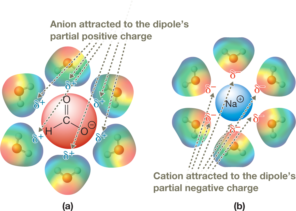 Two illustrations determine the total ion�dipole interactions when ionic compounds dissolve in water. The first illustration shows the condensed structural formula of a methanoate ion surrounded by electrostatic potential maps of six water molecule, each represented by a ball-and-stick model. The structure of the ion shows a central carbon atom bonded to an oxygen atom by a double bond, and to a hydrogen atom and an oxygen atom carrying a negative charge by single bonds. The ion is enclosed in a red circle. The triangular electrostatic map of each water molecule is shaded in red at the upper end representing the oxygen atom, and in blue at the two lower ends, each representing a hydrogen atom. The central portion is shaded in yellow, green, and turquoise from top to bottom. The blue ends of each electrostatic map show a partial positive charge and point toward the central ion. The six partial positive charges of water molecules are pointed by dotted arrows to a common note above the illustration, which reads, �Anion attracted to the dipole�s partial positive charge.� The second illustration shows a positively charged sodium ion surrounded by electrostatic potential maps of six water molecule, each represented by a ball-and-stick model. The triangular electrostatic map of each water molecule is shaded in the same manner as in the first illustration. Here, the red end of each electrostatic map shows a partial negative charge, and points toward the central ion. The six partial negative charges of water molecules are pointed by dotted arrows to a common note below the illustration, which reads, �Cation attracted to the dipole�s partial negative charge.� 