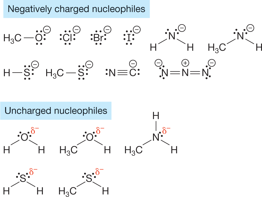 An illustration that shows mechanism of negatively charged nucleophiles, and uncharged nucleophiles chemical structure. Negatively charged nucleophile structure show methyl group bonded to oxygen atom with three lone pair of electrons which carries a negative charge, chlorine atom with four lone pair of electrons which carries a negative charge, bromine atom with four lone pair of electrons which carries a negative charge, and iodine with four lone pair of electrons which carried a negative charge. The structure shows nitrogen atom with two lone pair of electrons carries a negative charge is bonded to two hydrogen atoms. Nitrogen atom with two lone pair of electrons carries a negative charge is bonded to a hydrogen atom and a methyl group. The structure shows hydrogen atom bonded to a S grop with three lone pair of electrons which carries a negative charge, methyl group bonded to a S group with three lone pair of electrons which carries a negative charge, nitrogen atom with a lone pair of electron triple bonded to carbon atom with two lone pair of electrons which carries a negative charge, and nitrogen atom with two lone pair of electrons which carries a negative charge double bonded to positive nitrogen atom which is further double bonded to nitrogen with two lone pair of electrons which carries a negative charge. Uncharged nucleophile structure shows oxygen atom with two lone pair of electrons which carries a sigma negative charge is bonded to two hydrogen atoms. Another structure shows oxygen atom with two lone pair of electrons which carries a sigma negative charge is bonded to a methyl group and hydrogen atom. Another structure shows nitrogen atom with a lone pair of electrons which carries a sigma negative charge is bonded to two hydrogen atoms and a methyl group. Another structure shows S group with two lone pair of electrons which carries a sigma bond with negative charge is bonded to two hydrogen atoms. Another structure shows S group with two lone pair of electrons which carries a sigma bond with negative charge is bonded to a hydrogen atom and a methyl group.