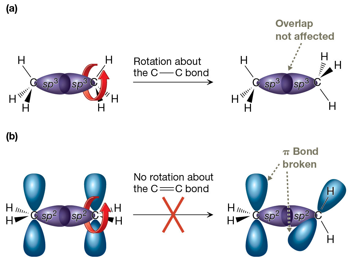 Bond Rotation Model 3.7 Bond Rotations about Single and Double Bonds: Cis and Trans ...