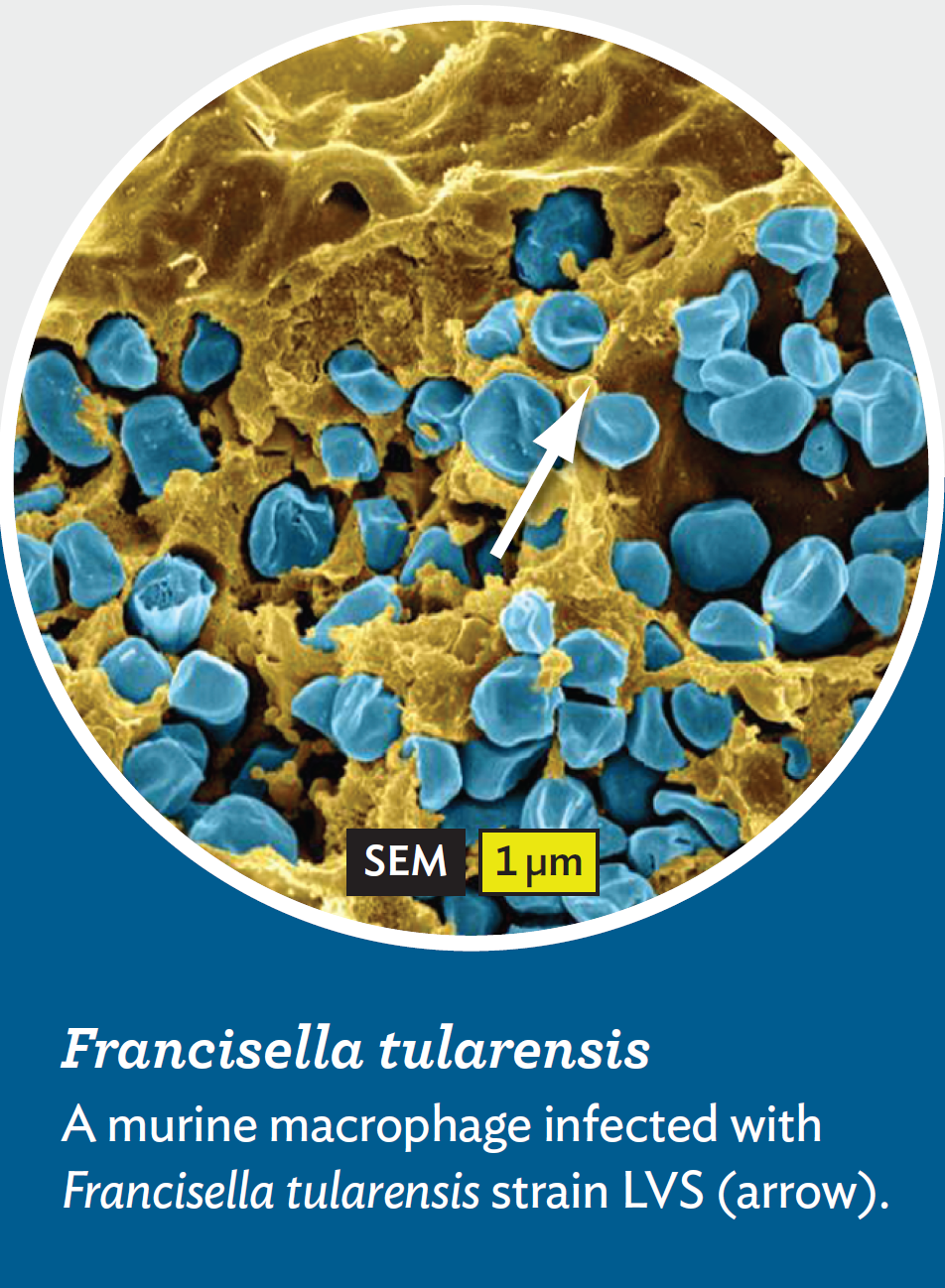 2.3 Infection Cycles and Disease Transmission