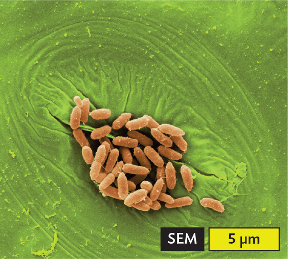 A scanning electron micrograph of Escherichia coli bacteria on a lettuce leaf.