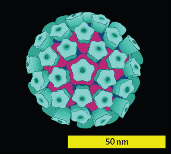 A model based on electron microscopy of a human papillomavirus particle.