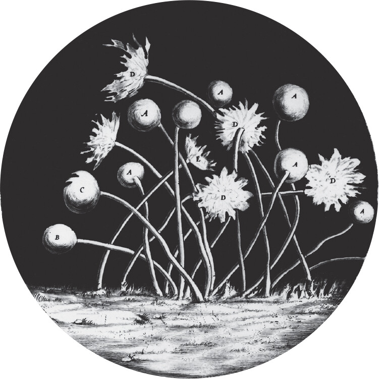 A scan of Robert Hooke’s 1665 illustration of mold sporangia.