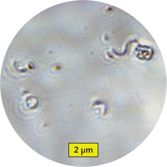 A micrograph of spiral bacteria viewed through a replica of the Leeuwenhoek microscope.