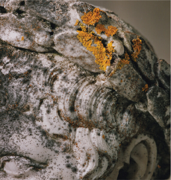 A photo of decay on the hair of a statue from the destructive activity of microbes.